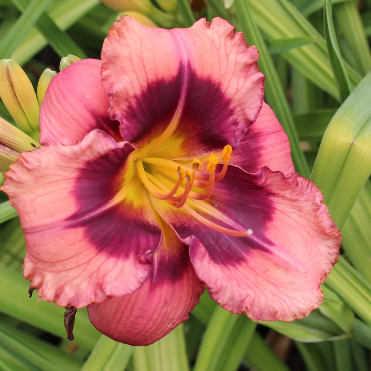 Hemerocallis 'Taunus Sweet Devil'<span>Taglilie</span>