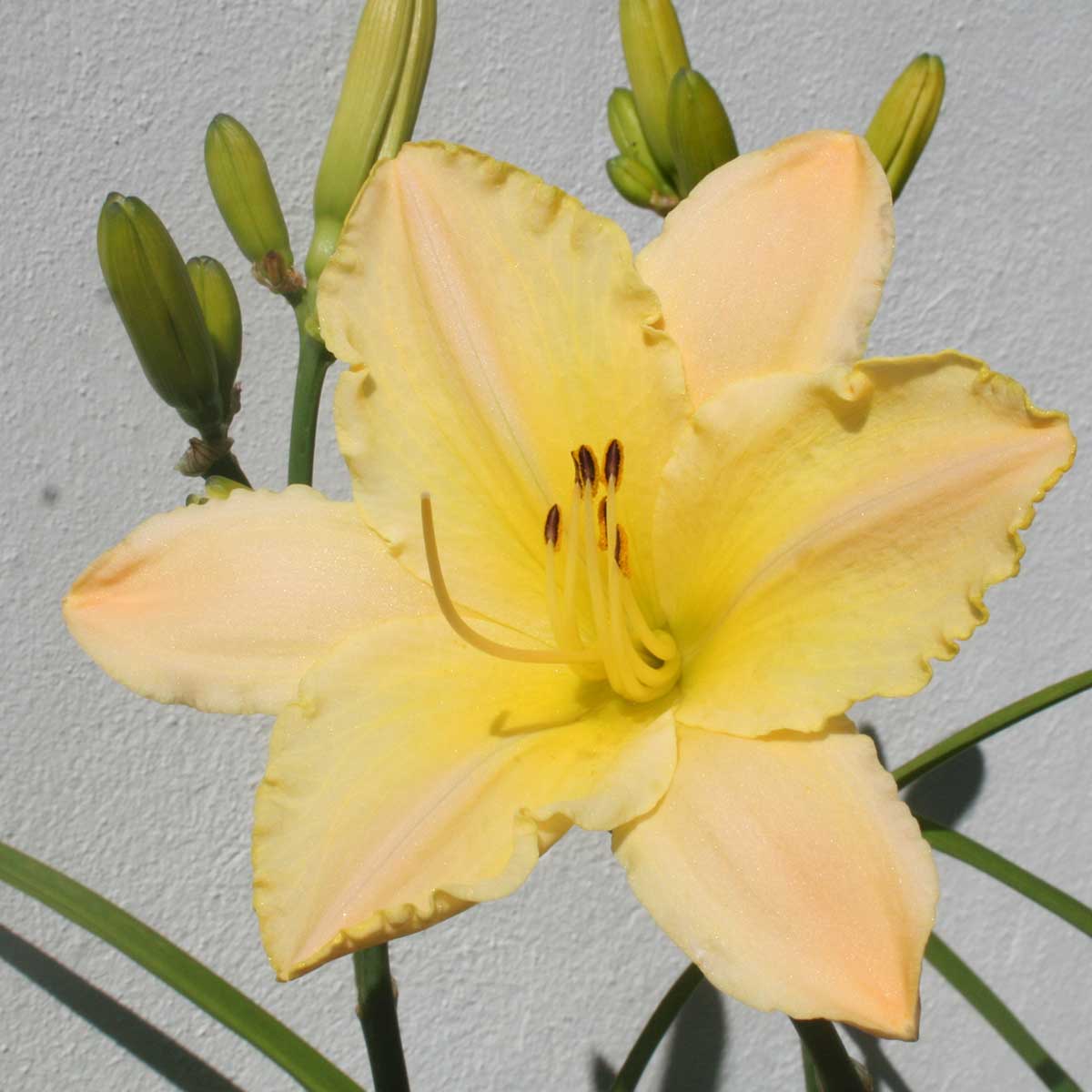 Hemerocallis 'Techny Peach Lace'<span>Taglilie</span>