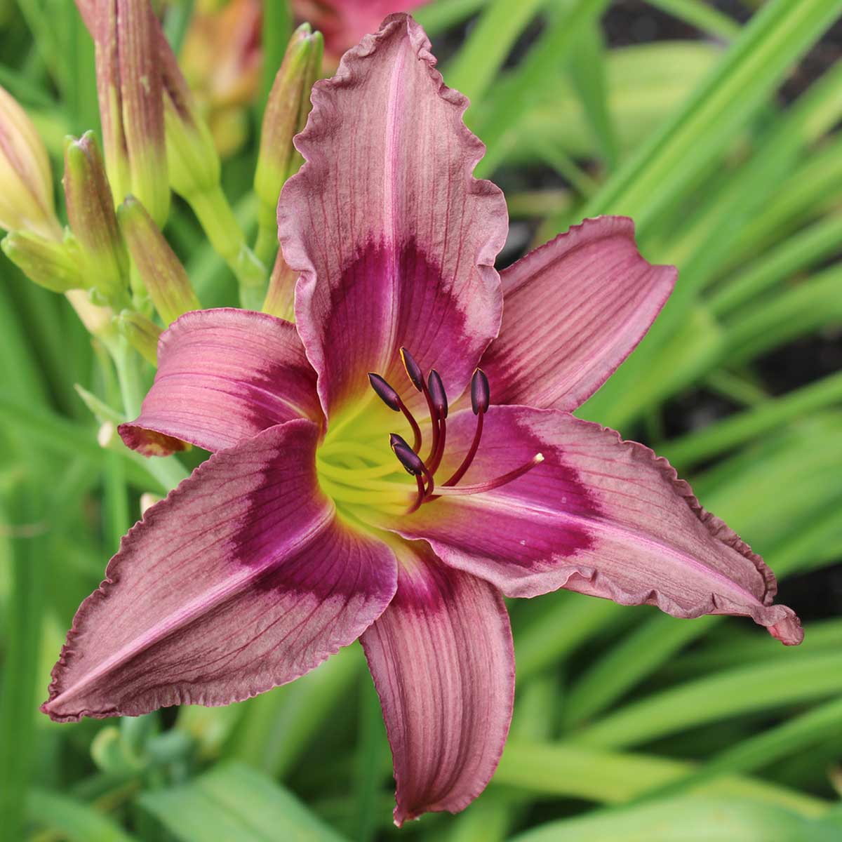 Hemerocallis 'Trahlyta'<span>Taglilie</span>