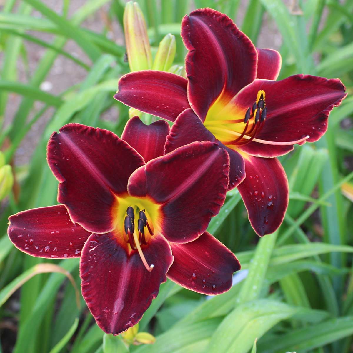 Hemerocallis 'Transavantguardia'<span>Taglilie</span>