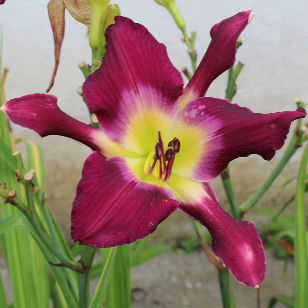 Hemerocallis 'Trifecta'<span>Taglilie</span>