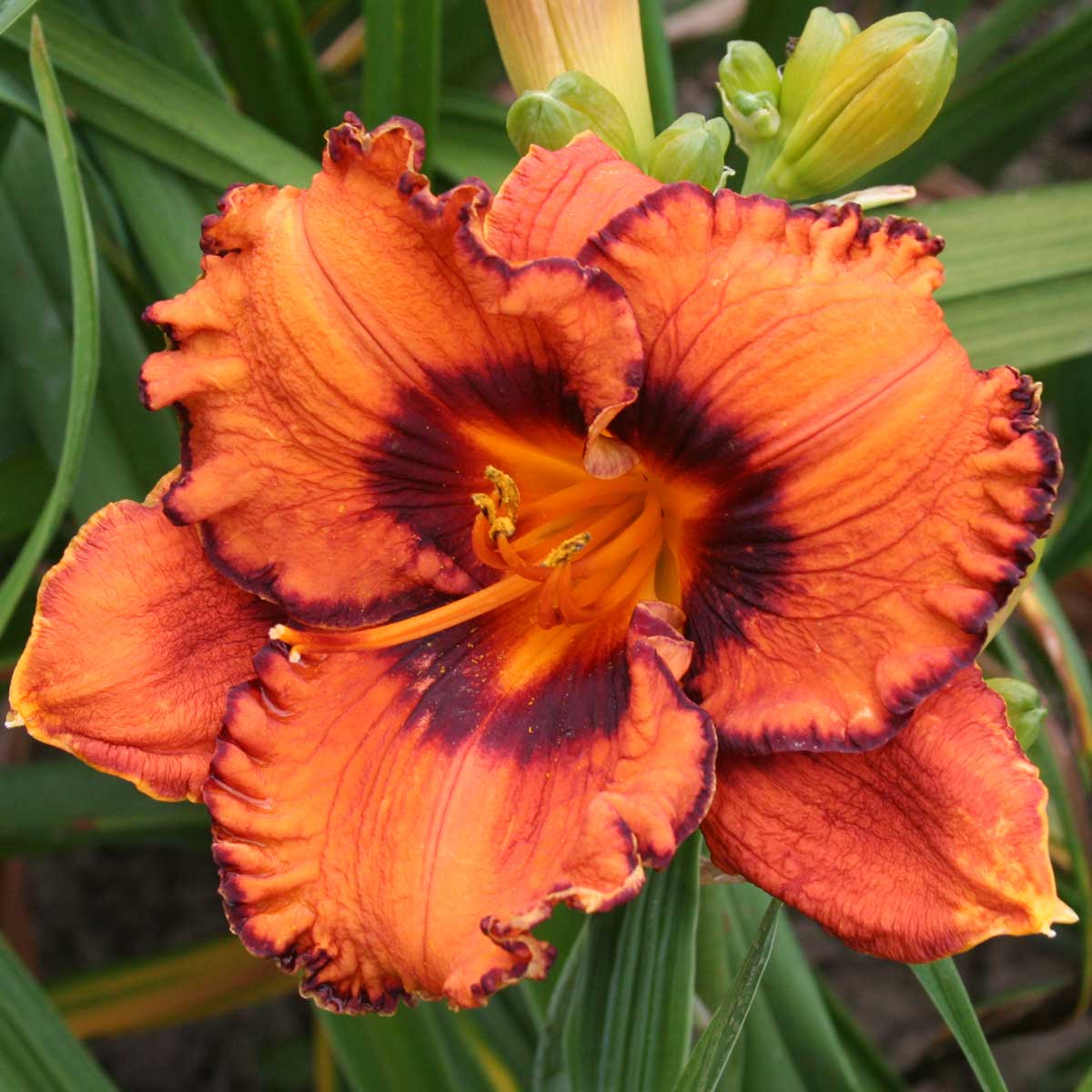 Hemerocallis 'Vivid Imagination'<span>Taglilie</span>