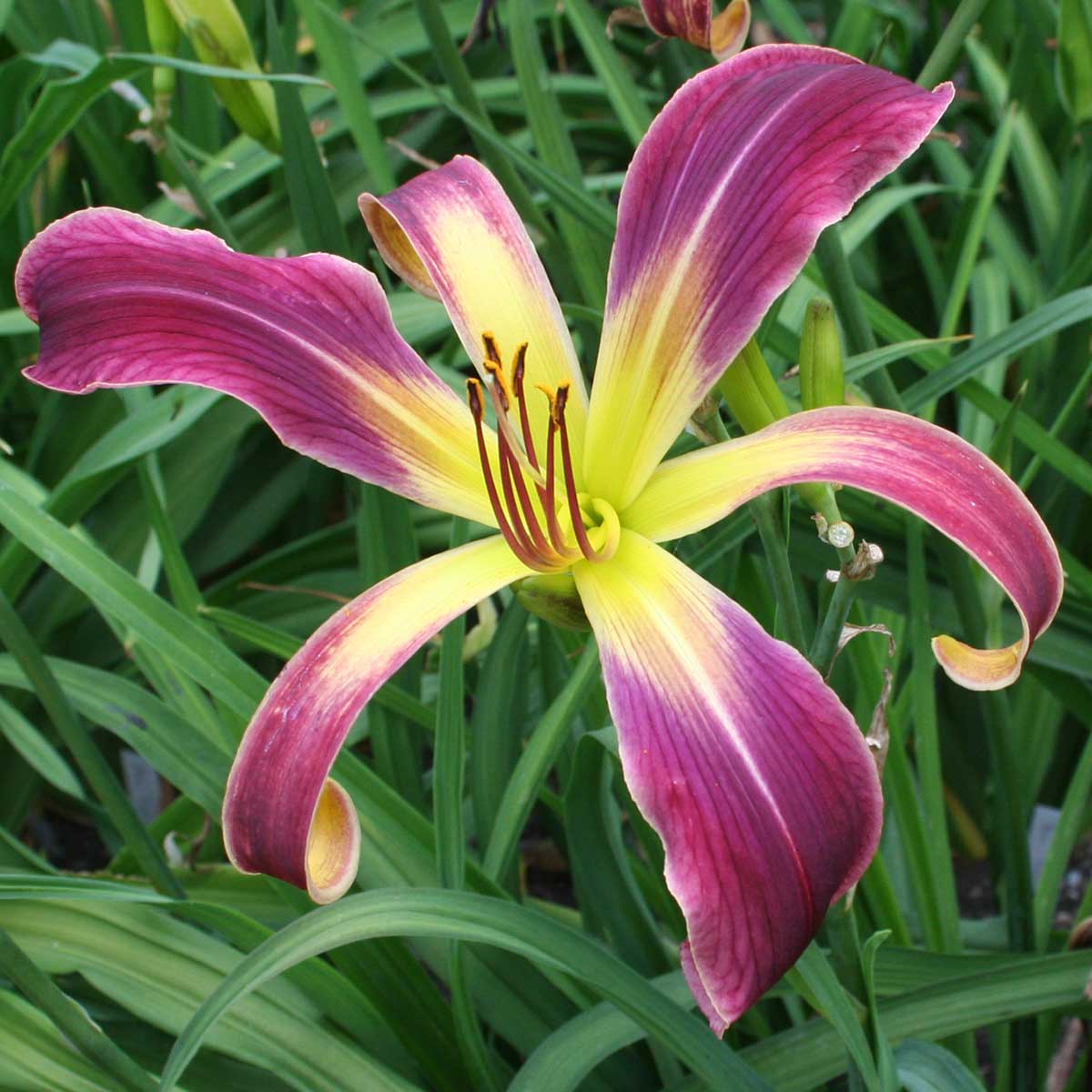 Hemerocallis 'Waiting In The Wings'<span>Taglilie</span>
