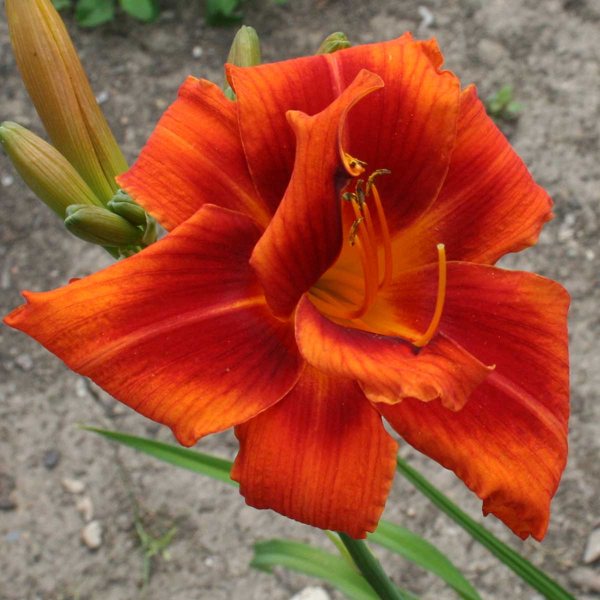Hemerocallis 'Walter's Tango'<span>Taglilie</span>