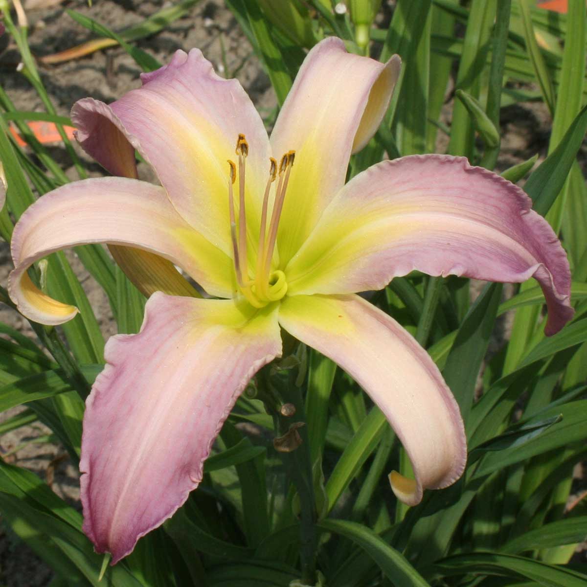 Hemerocallis 'Watchyl Lavender Blue'<span>Taglilie</span>