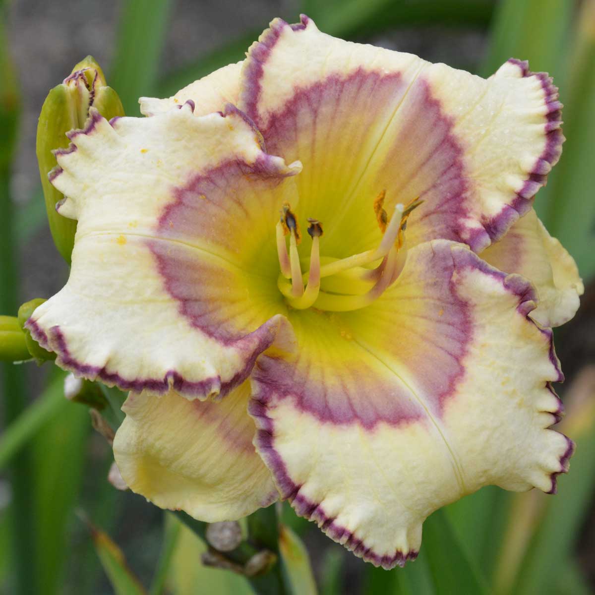 Hemerocallis 'Web of Illusion'<span>Taglilie</span>