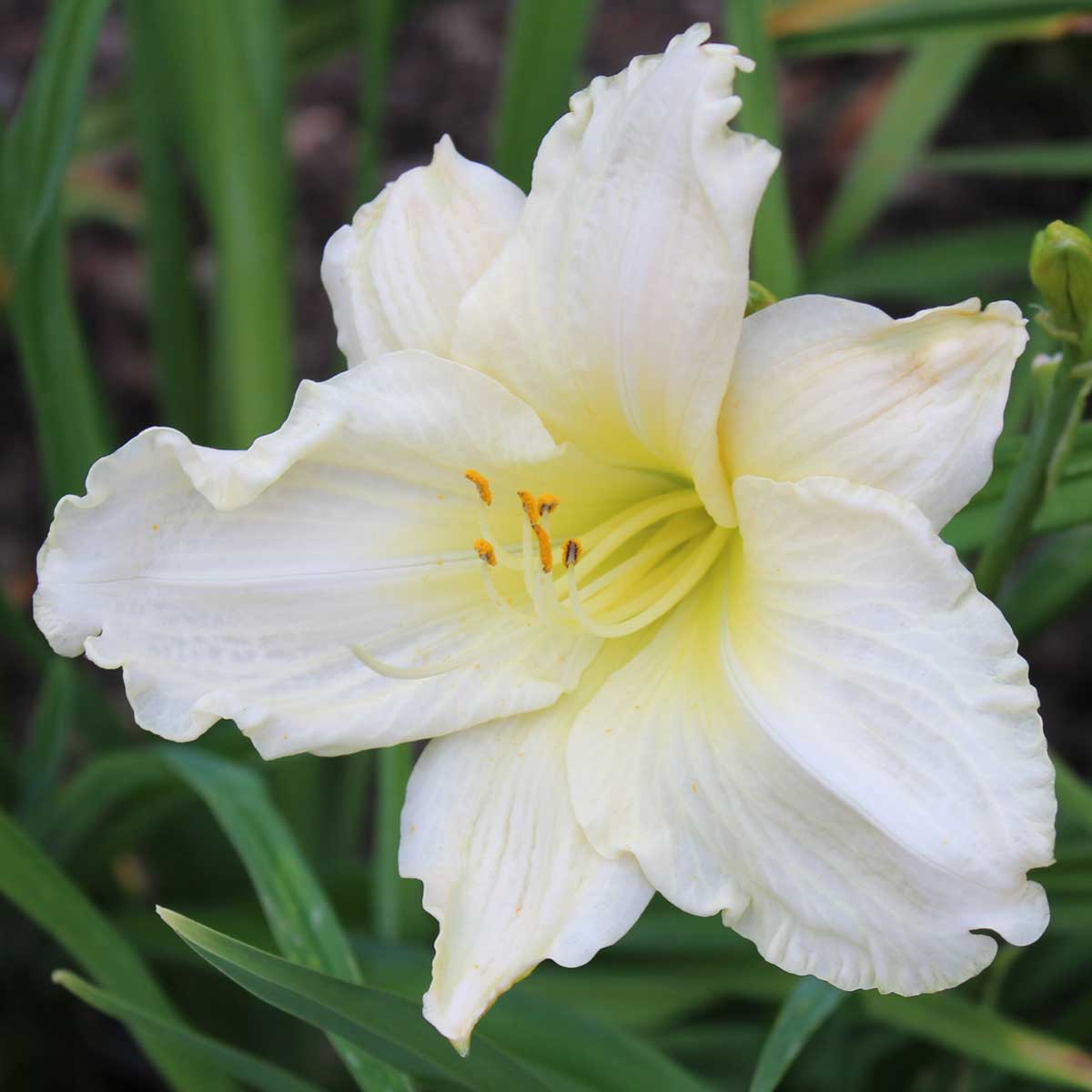 Hemerocallis 'White Temptation'<span>Taglilie</span>