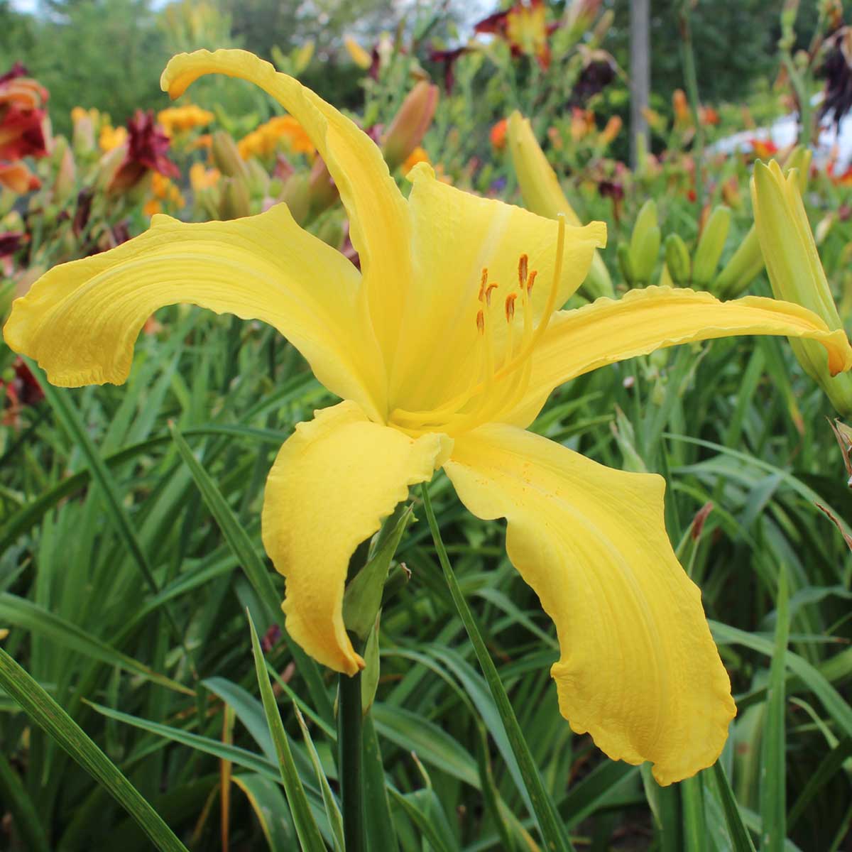 Hemerocallis 'Yellow Titan'<span>Taglilie</span>