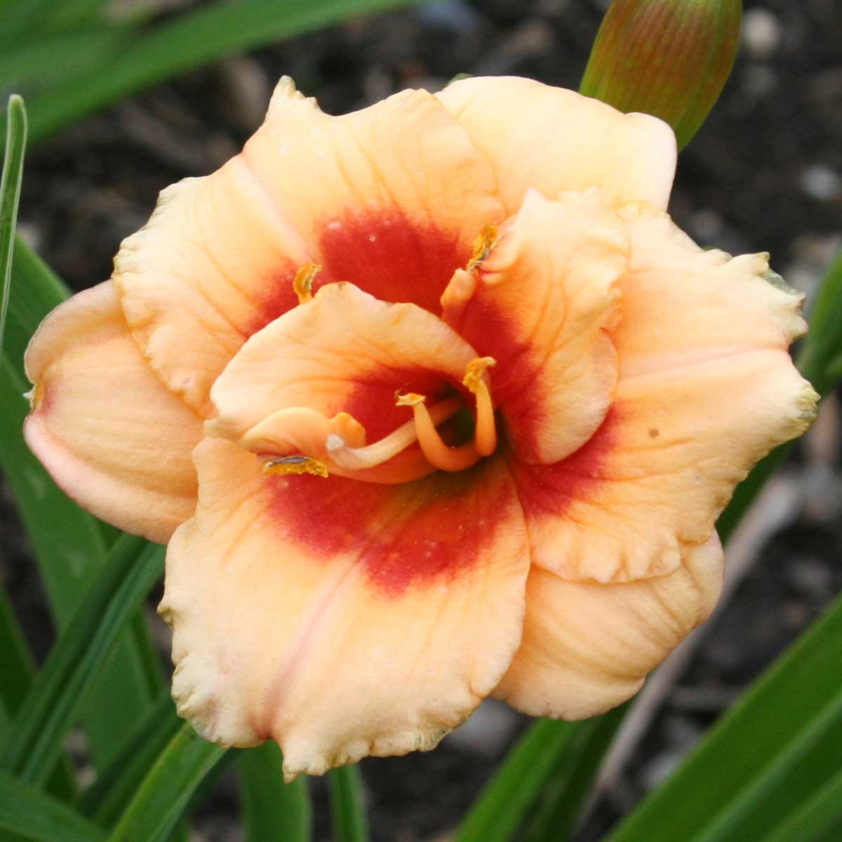 Hemerocallis 'You Angel You'<span>Taglilie</span>