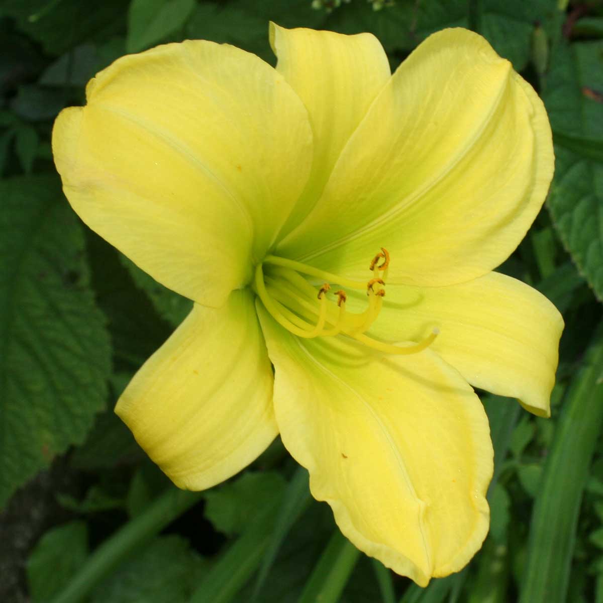 Hemerocallis 'Zitronenfalter'<span>Taglilie</span>