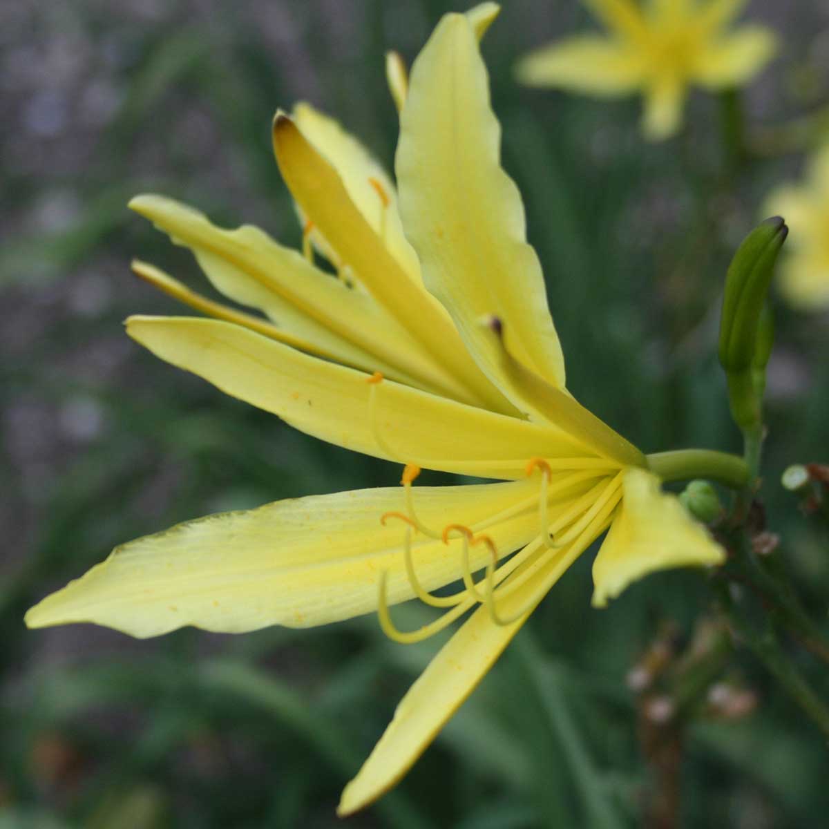 Hemerocallis citrina 'Baroni'<span>Zitronen-Taglilie</span>