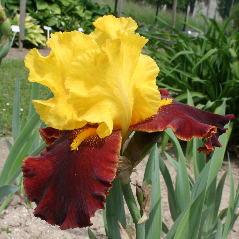Iris Barbata-Elatior-H. 'Andalou'<span>Hohe Bartiris</span>