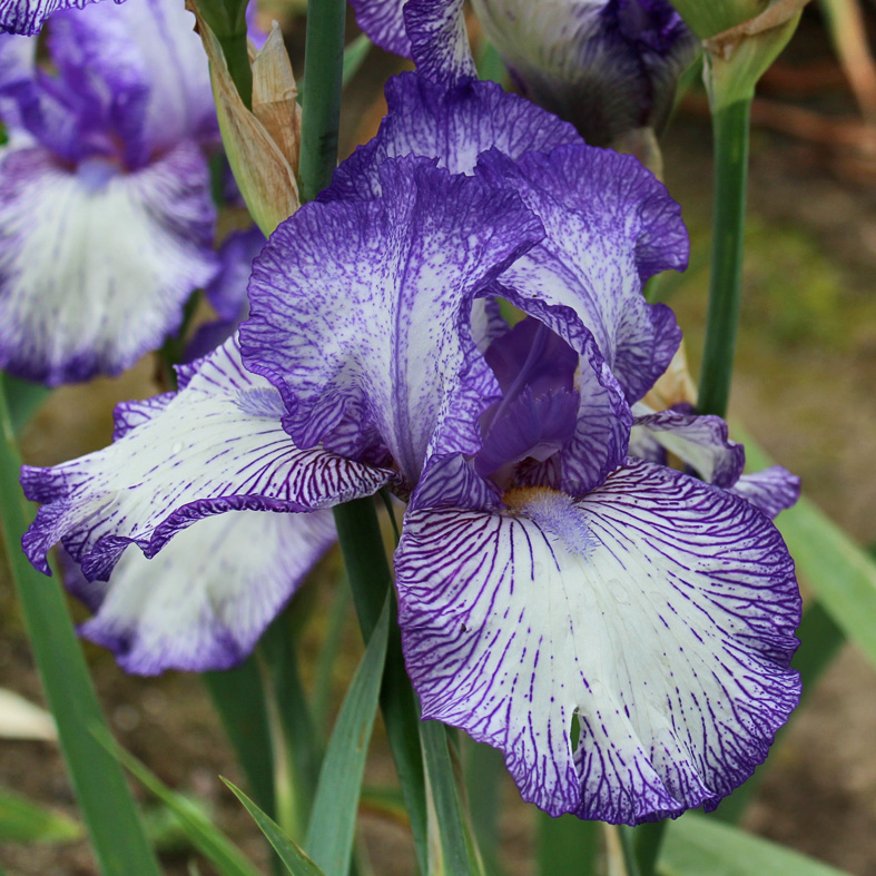 Iris Barbata-Elatior-H. 'Autumn Circus'<span>Hohe Bartiris</span>