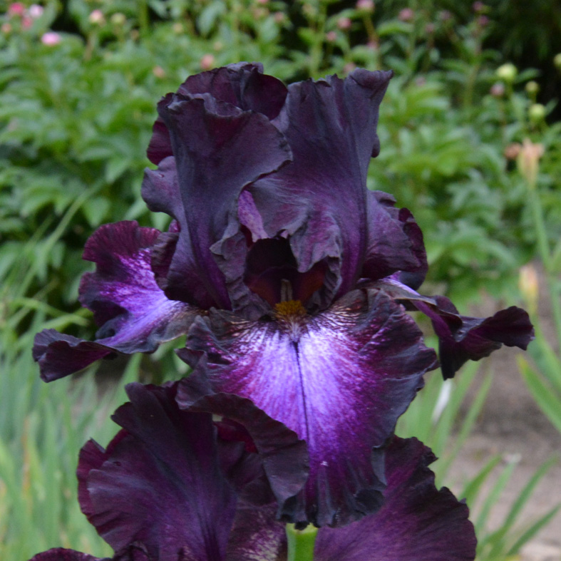 Iris Barbata-Elatior-H. 'Baltic Star'<span>Hohe Bartiris</span>