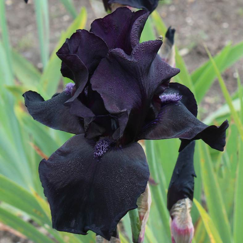 Iris Barbata-Elatior-H. 'Before The Storm'<span>Hohe Bartiris</span>