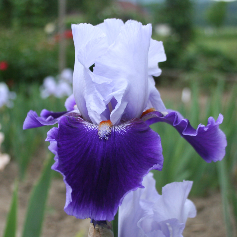 Iris Barbata-Elatior-H. 'Belle de Nuit'<span>Hohe Bartiris</span>