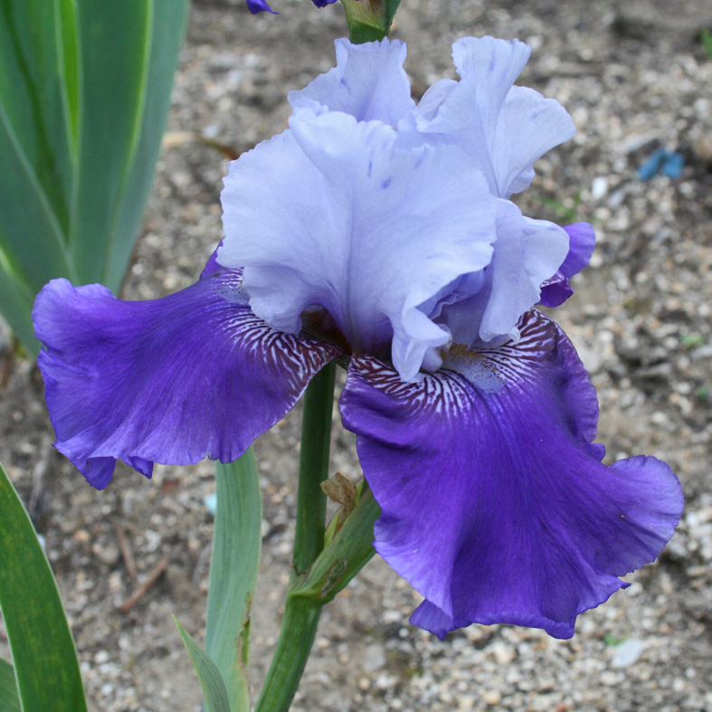 Iris Barbata-Elatior-H. 'Best Bet'<span>Hohe Bartiris</span>