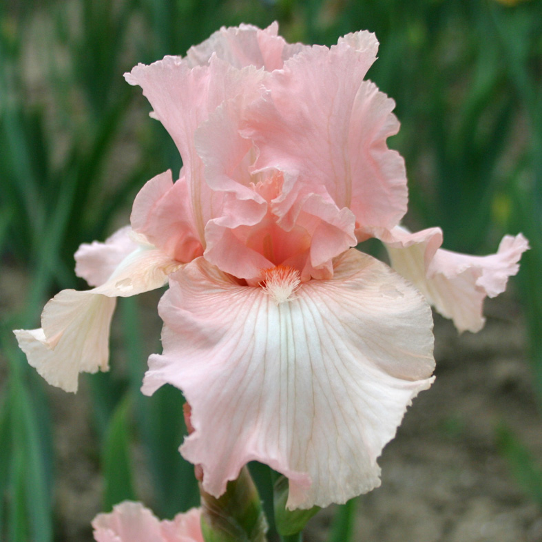 Iris Barbata-Elatior-H. 'Beverly Sills'<span>Hohe Bartiris</span>