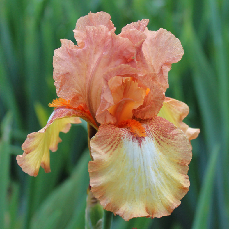 Iris Barbata-Elatior-H. 'Beyond'<span>Hohe Bartiris</span>