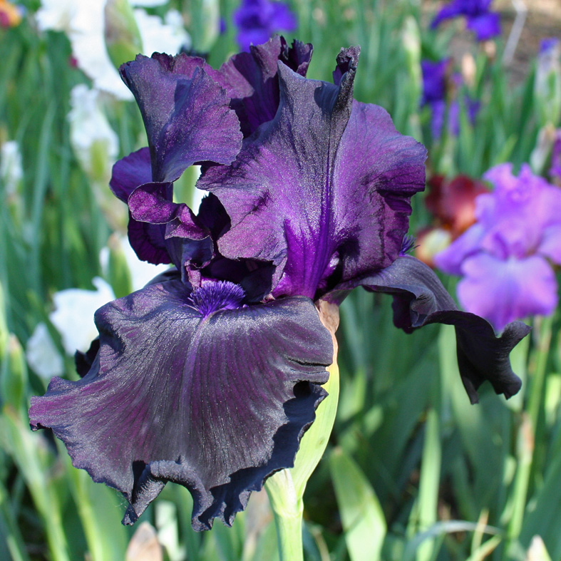 Iris Barbata-Elatior-H. 'Black Tie Affair'<span>Hohe Bartiris</span>