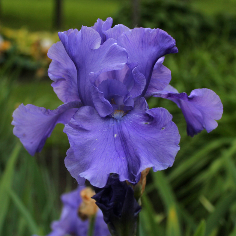 Iris Barbata-Elatior-H. 'Breakers'<span>Hohe Bartiris</span>