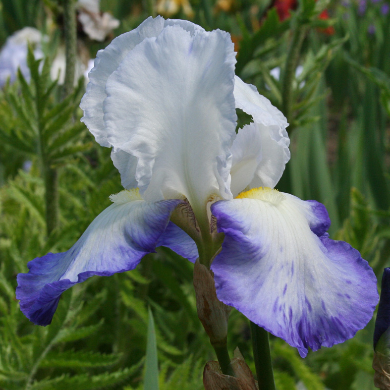 Iris Barbata-Elatior-H. 'Brook Flower'<span>Hohe Bartiris</span>