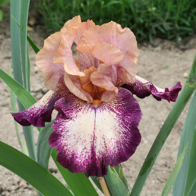 Iris Barbata-Elatior-H. 'Carnival Song'<span>Hohe Bartiris</span>