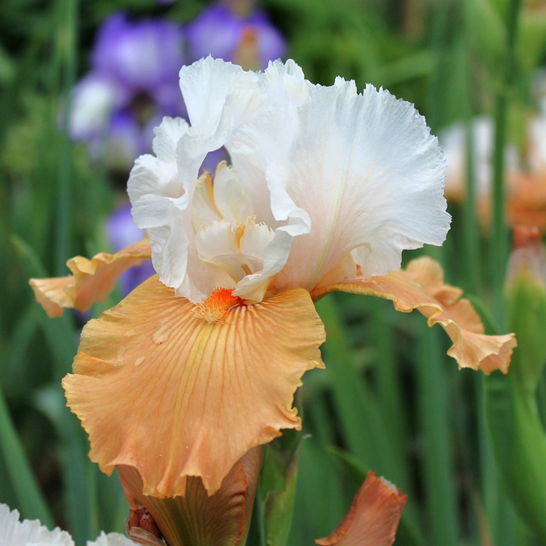 Iris Barbata-Elatior-H. 'Chateau d'Auvers sur Oise<span>Hohe Bartiris</span>
