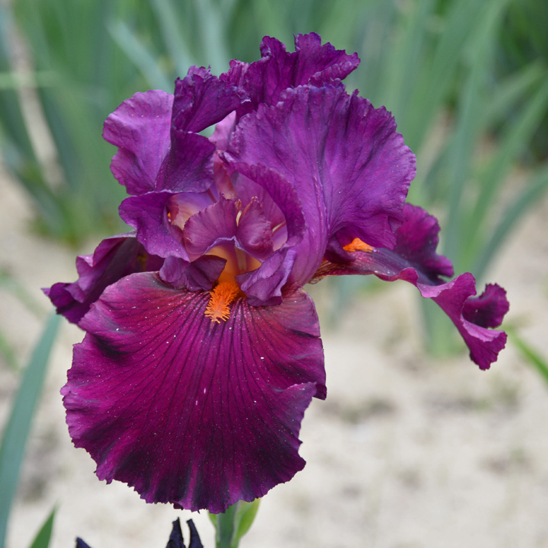 Iris Barbata-Elatior-H. 'Cherry Glen'<span>Hohe Bartiris</span>