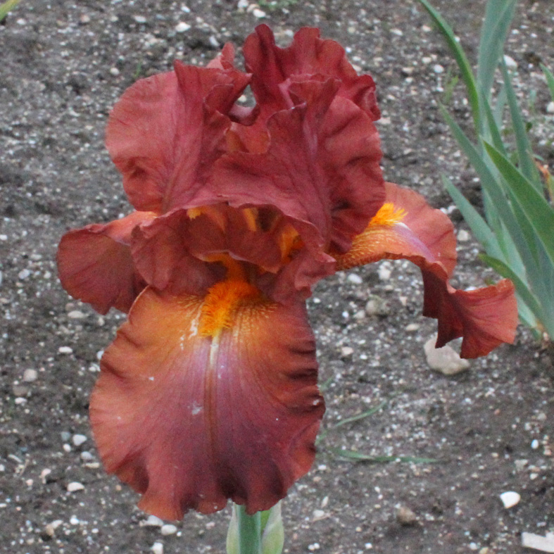Iris Barbata-Elatior-H. 'Chippendale'<span>Hohe Bartiris</span>