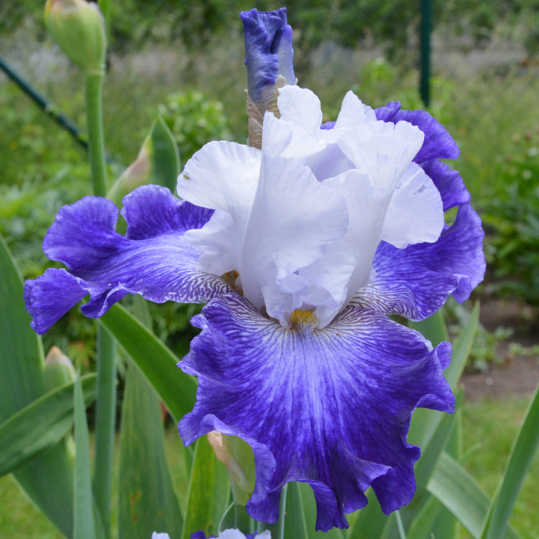 Iris Barbata-Elatior-H. 'Ciel et Mer'<span>Hohe Bartiris</span>