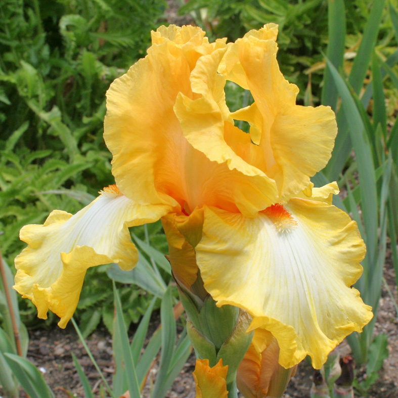 Iris Barbata-Elatior-H. 'Cityscape'<span>Hohe Bartiris</span>