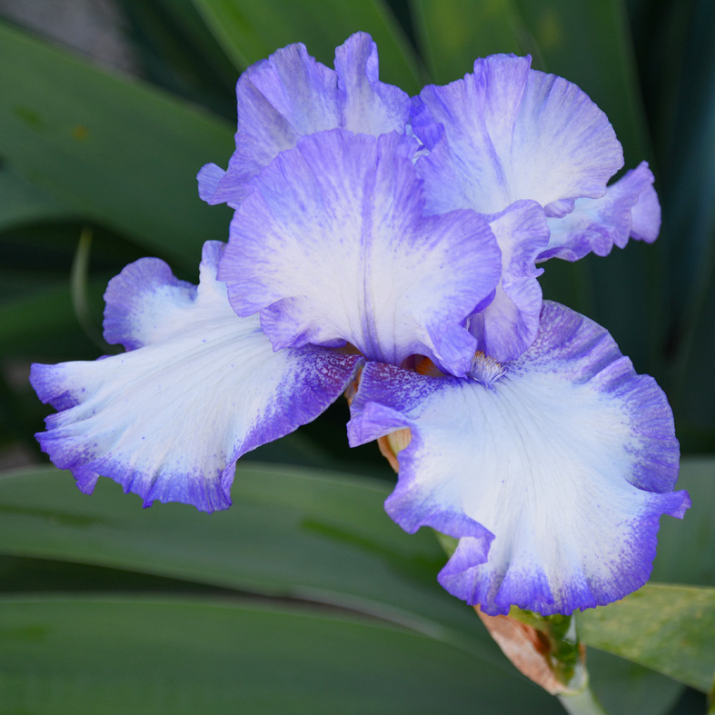 Iris Barbata-Elatior-H. 'Classic Look'<span>Hohe Bartiris</span>