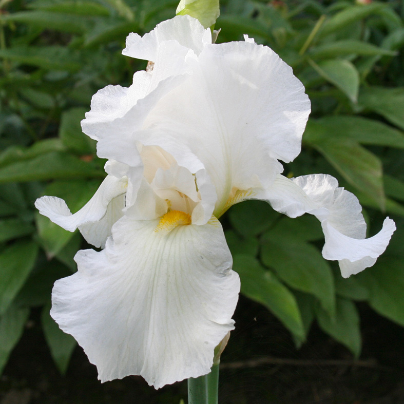 Iris Barbata-Elatior-H. 'Cliffs of Dover'<span>Hohe Bartiris</span>