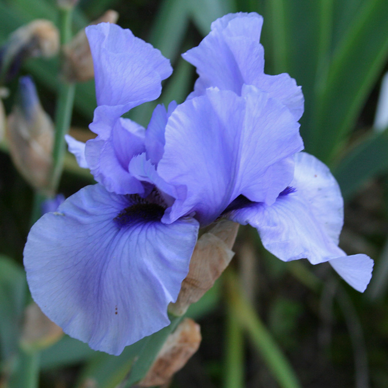 Iris Barbata-Elatior-H. 'Codicil'<span>Hohe Bartiris</span>