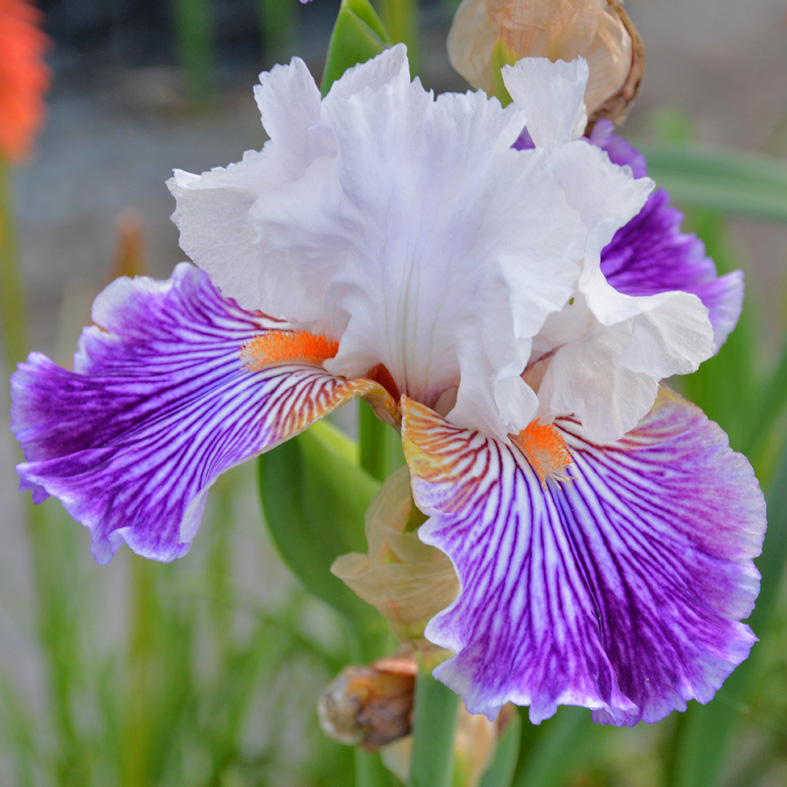 Iris Barbata-Elatior-H. 'Crow's Feet'<span>Hohe Bartiris</span>