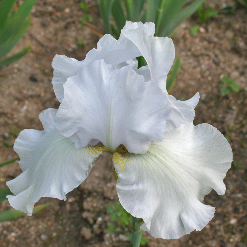 Iris Barbata-Elatior-H. 'Cup Race'<span>Hohe Bartiris</span>