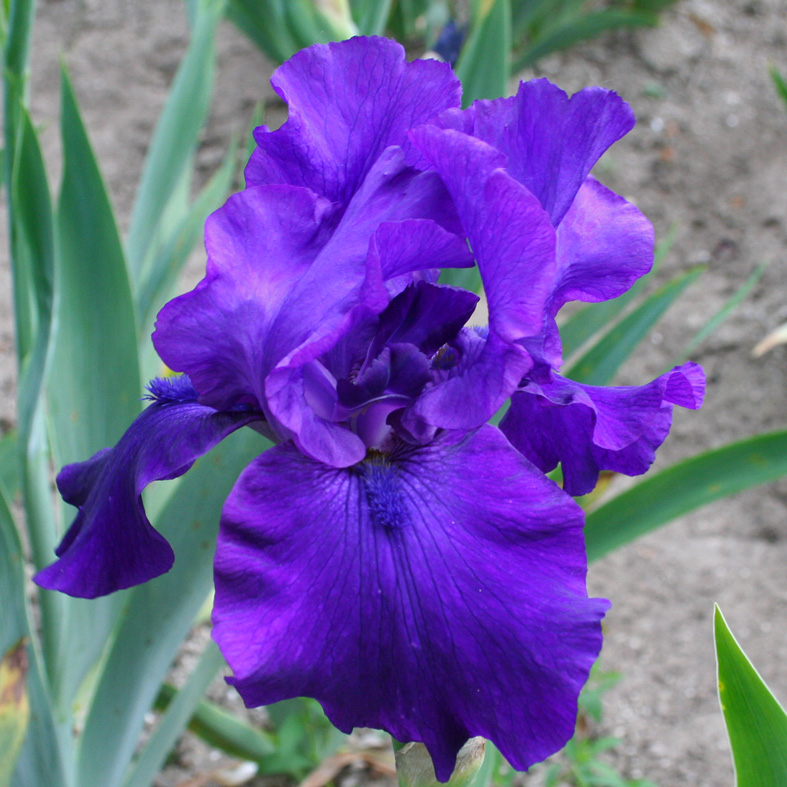 Iris Barbata-Elatior-H. 'Dark Triumph'<span>Hohe Bartiris</span>
