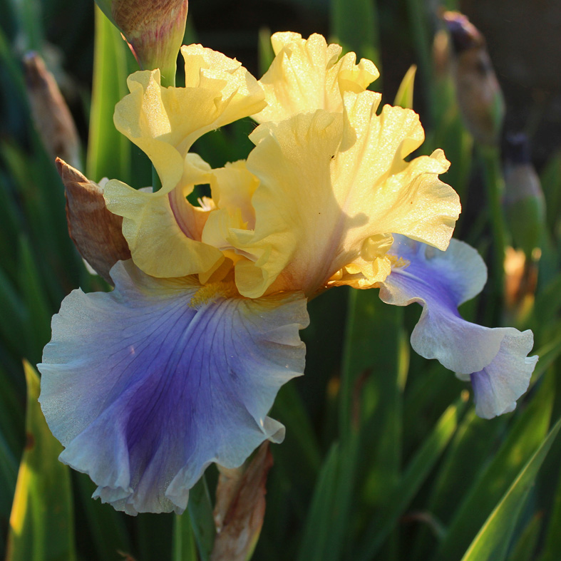 Iris Barbata-Elatior-H. 'Edith Wolford'<span>Hohe Bartiris</span>