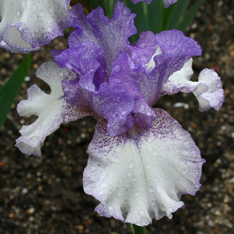 Iris Barbata-Elatior-H. 'Established Powers'<span>Hohe Bartiris</span>