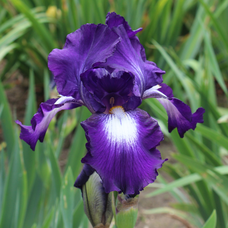 Iris Barbata-Elatior-H. 'Exotic Isle'<span>Hohe Bartiris</span>
