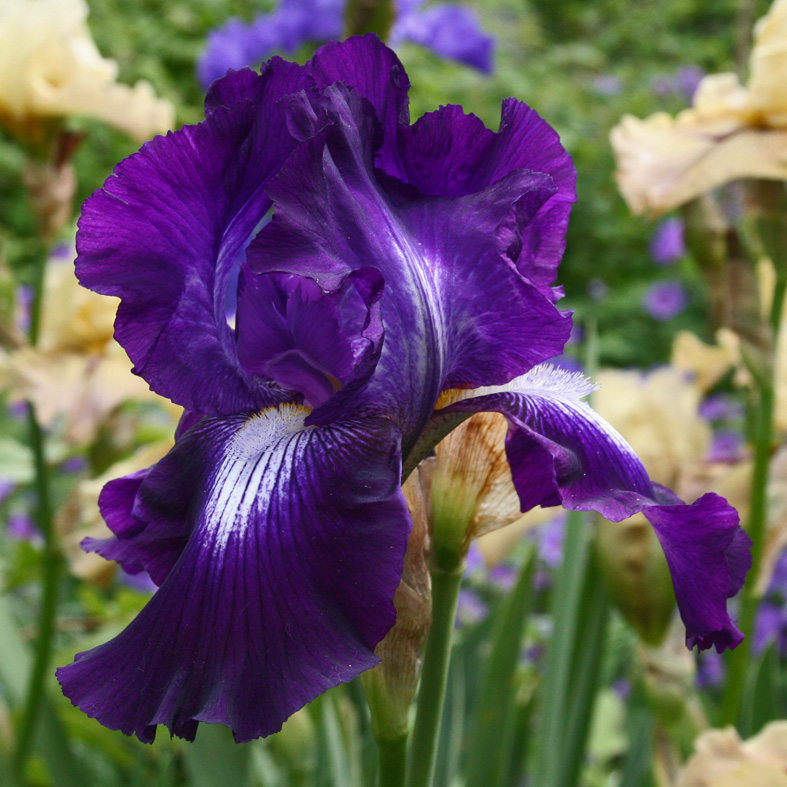 Iris Barbata-Elatior-H. 'Exotic Star'<span>Hohe Bartiris</span>