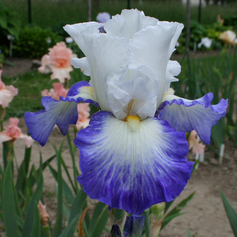 Iris Barbata-Elatior-H. 'Fabuleux'<span>Hohe Bartiris</span>