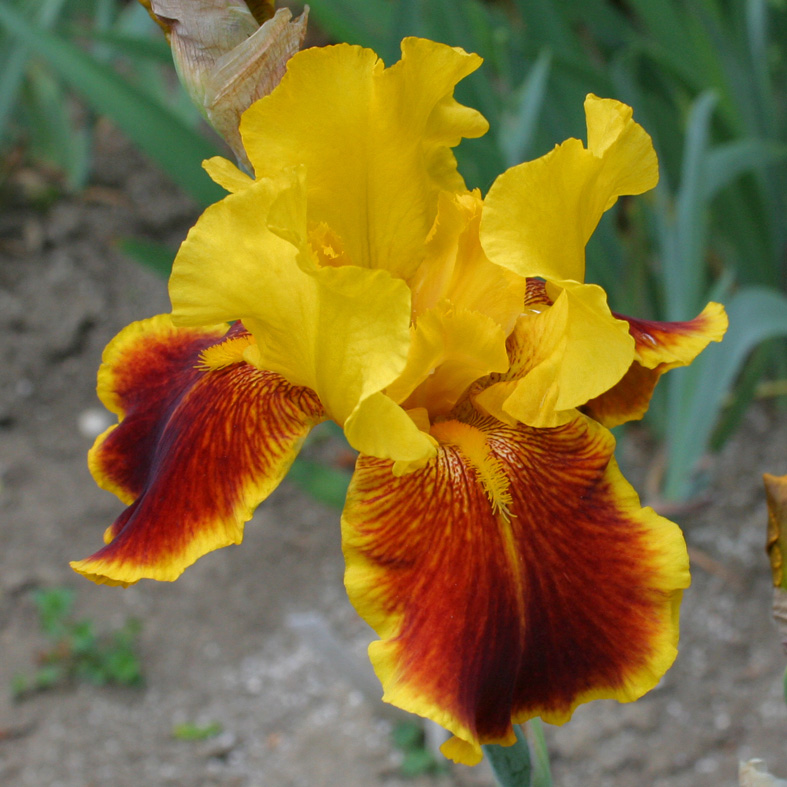 Iris Barbata-Elatior-H. 'Fanfaron'<span>Hohe Bartiris</span>