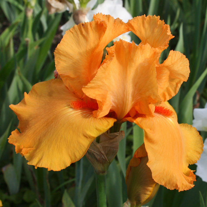 Iris Barbata-Elatior-H. 'Feu du Ciel'<span>Hohe Bartiris</span>