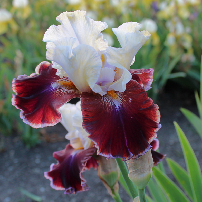 Iris Barbata-Elatior-H. 'Finalist'<span>Hohe Bartiris</span>