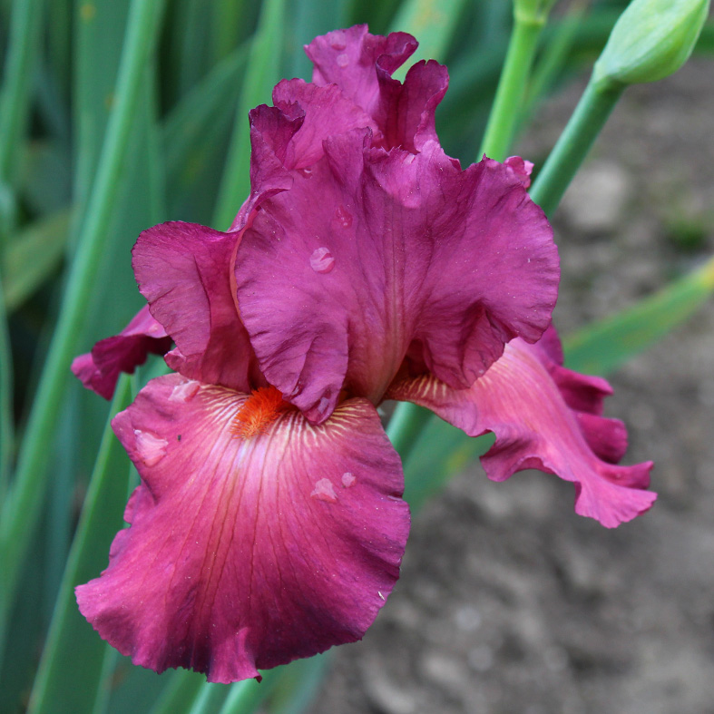Iris Barbata-Elatior-H. 'Framboise'<span>Hohe Bartiris</span>