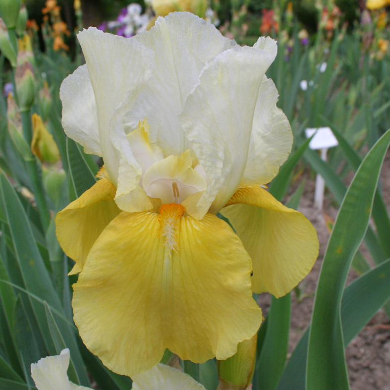 Iris Barbata-Elatior-H. 'Glacier Gold'<span>Hohe Bartiris</span>