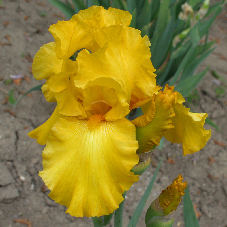Iris Barbata-Elatior-H. 'Gold Galore'<span>Hohe Bartiris</span>