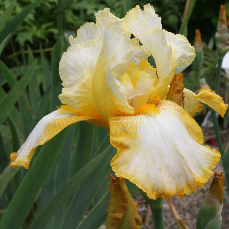 Iris Barbata-Elatior-H. 'Gold Trimmings'<span>Hohe Bartiris</span>